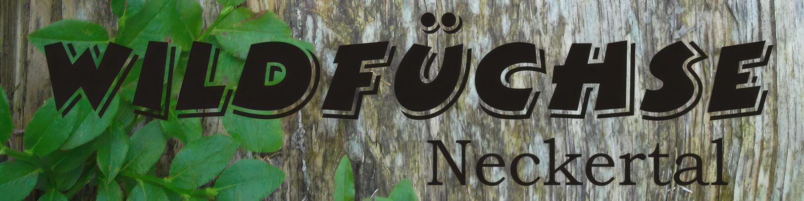 Banner Wildfüchse