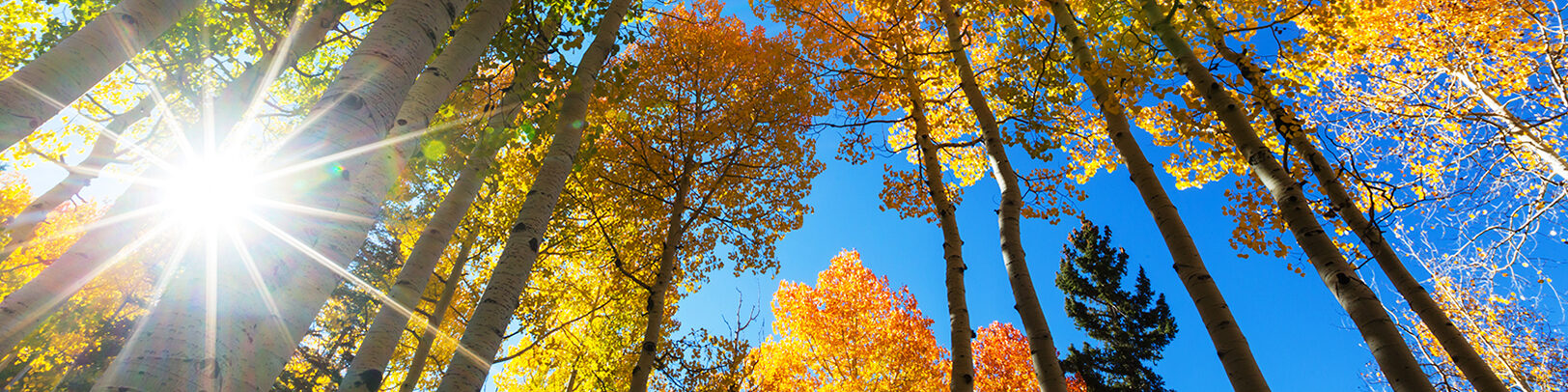 Herbstbild mit Sonnenstrahl - blauem Himmel und farbigen Blättern an Bäumen