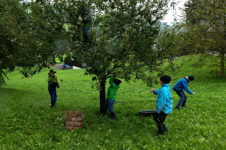 Die Jugendlichen sammeln Äpfel